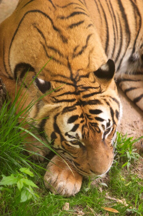 Indonesian Tiger 2 - ID: 107842 © Greg Harp