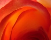 Firery Rose
