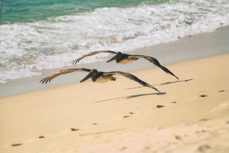 Beach Patrol