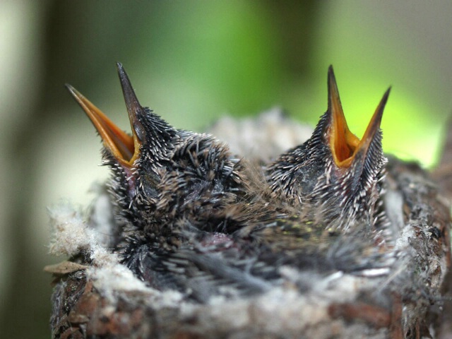 Hummingbird Babies