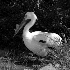 2The Pelican - ID: 108934 © Rhonda Maurer