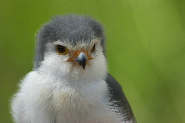 Portrait of a Falcon - ID: 108982 © Sharon E. Lowe
