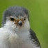 © Sharon E. Lowe PhotoID # 108982: Portrait of a Falcon