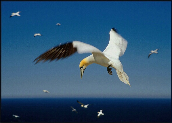 Northern Gannet in Flight