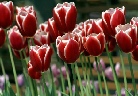 Tulips In The Garden