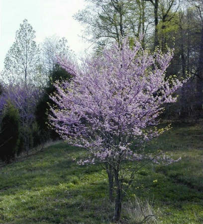Spring Dogwood