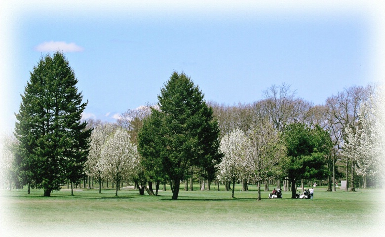 Trees - on the golf course