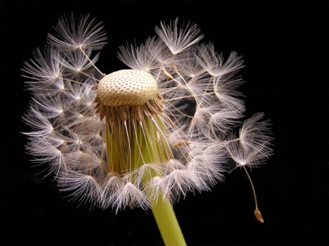 Incredible Dandelion