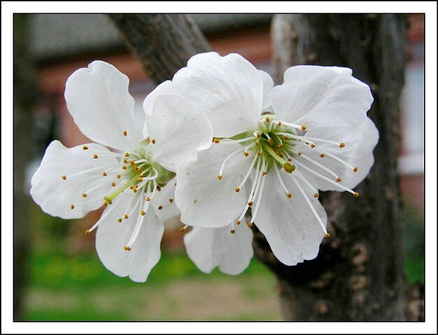 Cherry Blossom 2, sharpened.