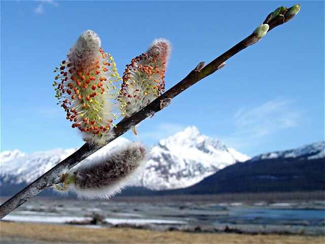 A Bright Future for Willows in Alaska