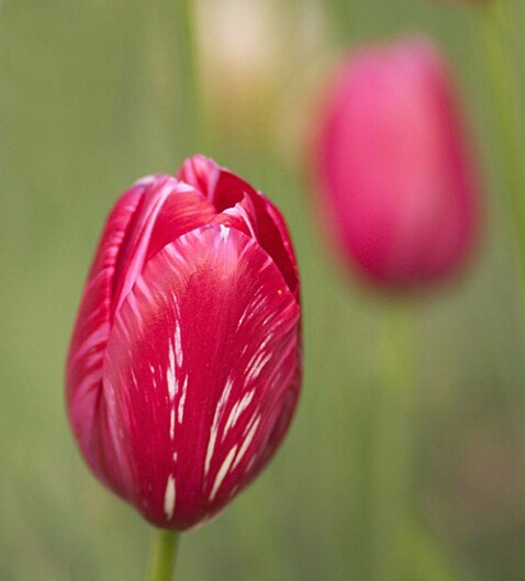 Red Tulip with Repeat - ID: 111218 © Greg Harp