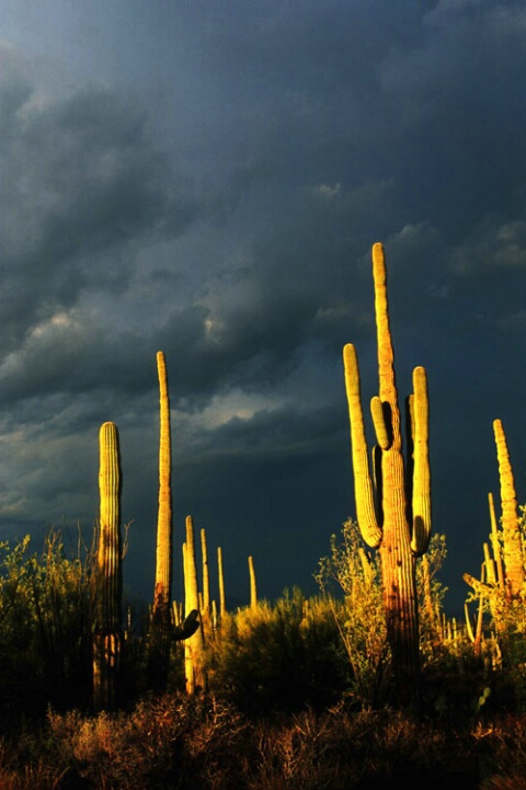 Saguaro and Stormy Sky