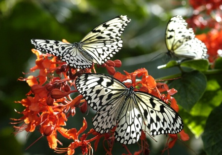 Butterflies Aglow