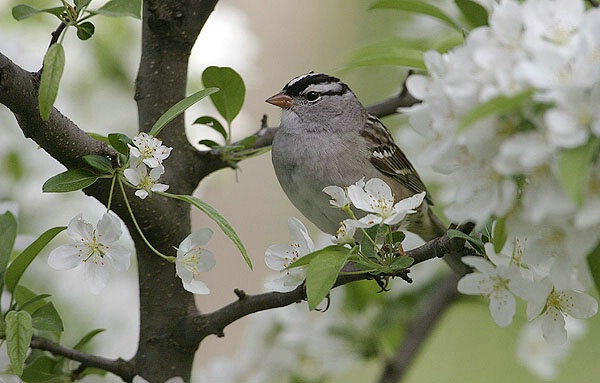 White-crowned sparrow in CrabApple Tree