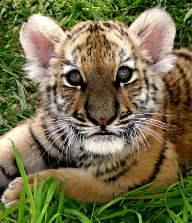 Tiger Cub