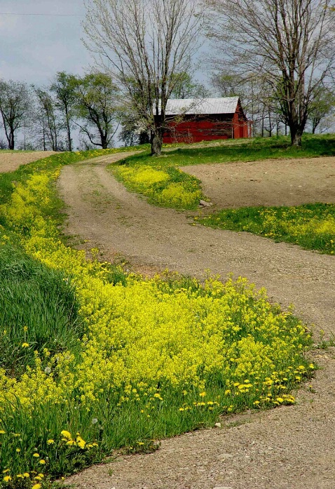 Wild Mustard Road