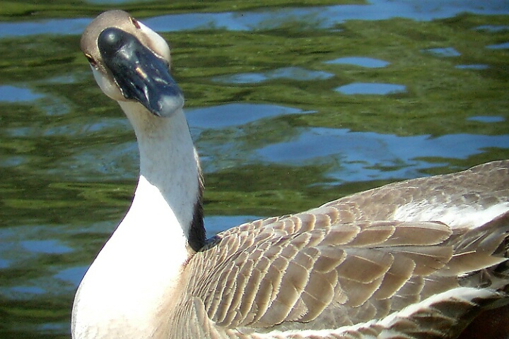 Goose B. Quizzical