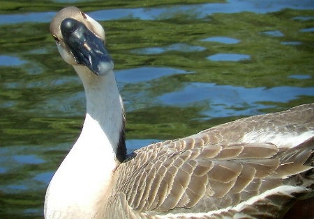 Goose B. Quizzical