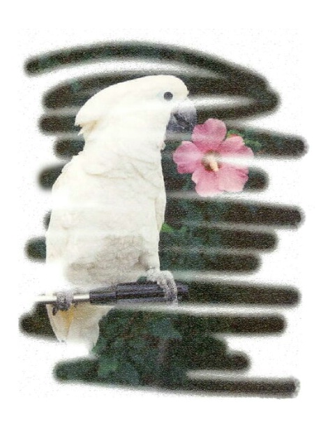 "Cockatoo  with Flower"