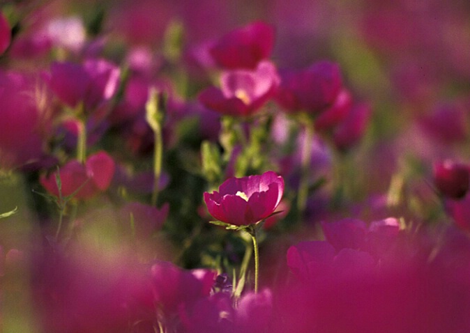 Purple Poppy-Willow - ID: 114295 © Greg Harp