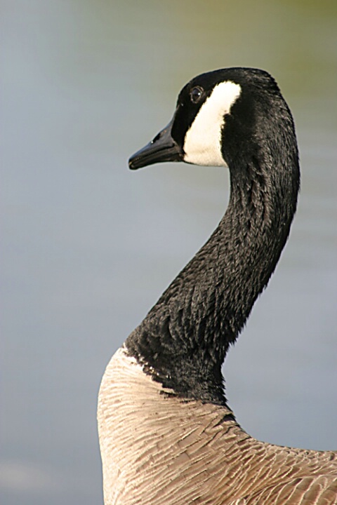 Individual Goose
