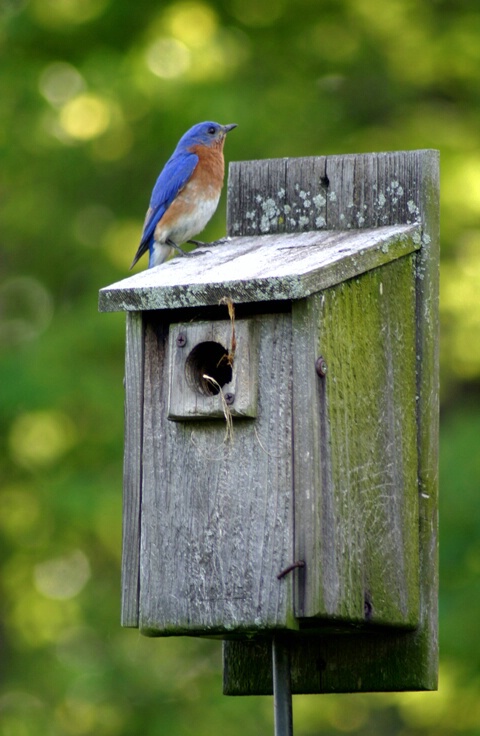 Angie's Bluebird - ID: 114916 © Rhonda Maurer