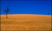 Fields of Gold