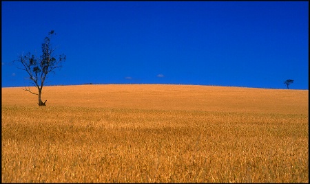 Fields of Gold