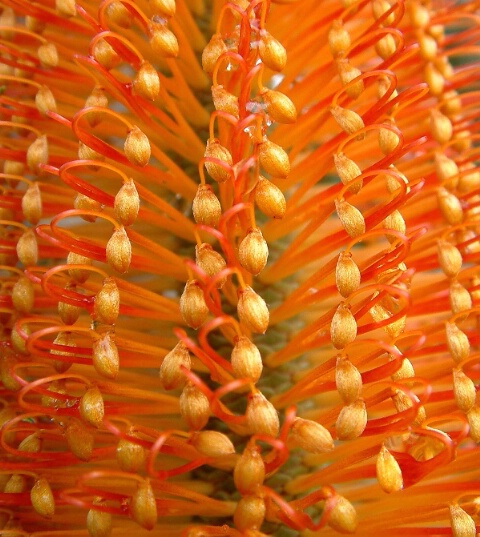 Australian Native Flora