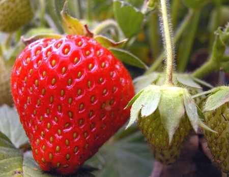Strawberry Patch VIII