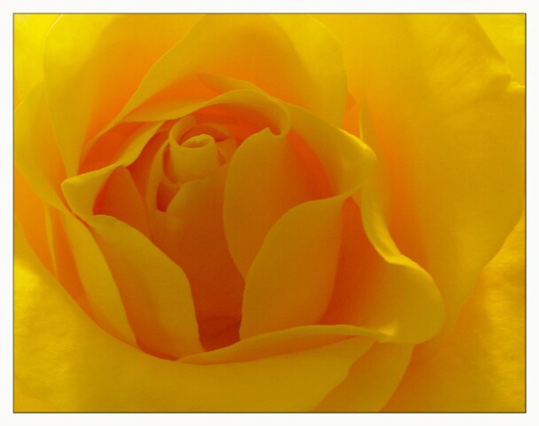 Sensual World of Yellow Rose
