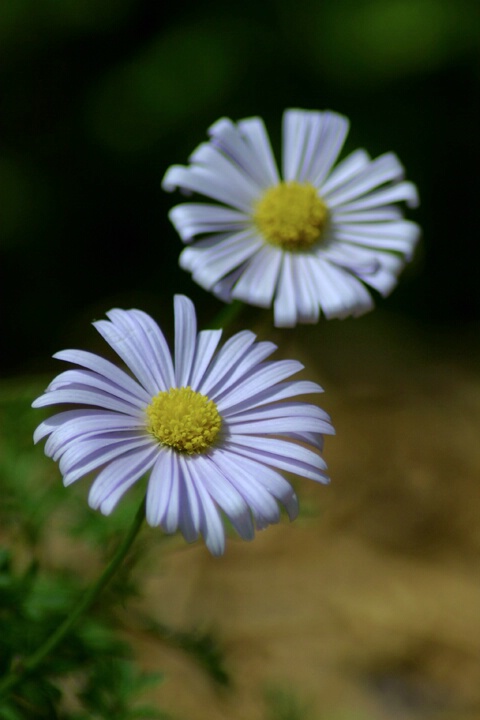 Little Purple Flowers - ID: 115887 © Rhonda Maurer