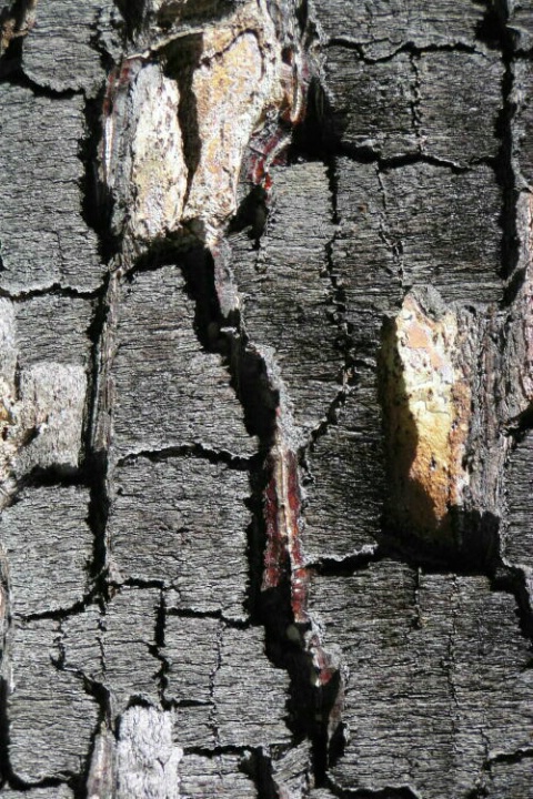 Textured Bark 2
