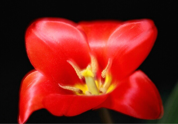 Tulip