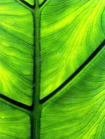 Leaf Close-Up