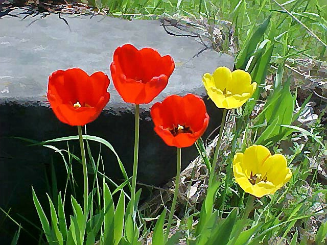 Tulips Enjoying the Sun