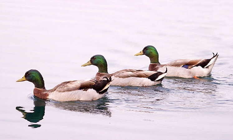 Three Ducks - ID: 117783 © Greg Harp