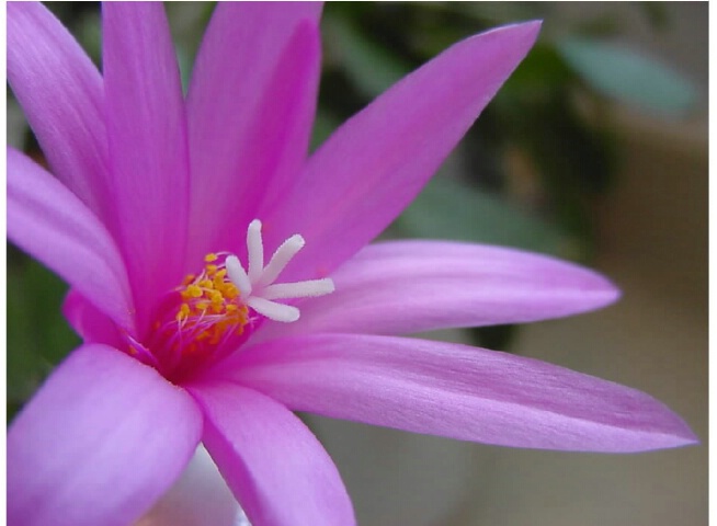 Blooming cactus