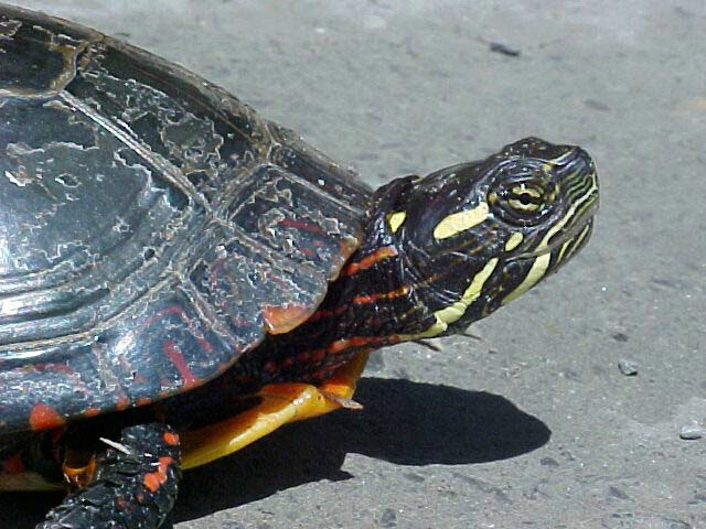 Snapping Turtle Profile