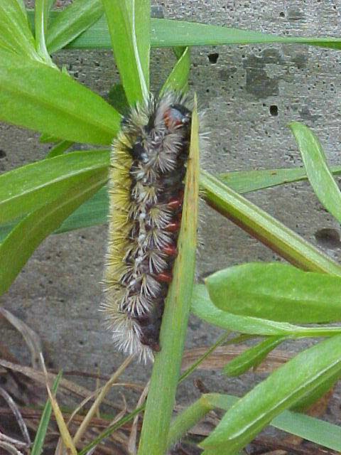 Yellow Catapillar