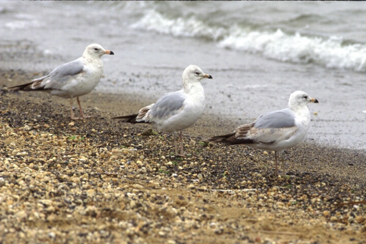 Three Sea Gulls  
