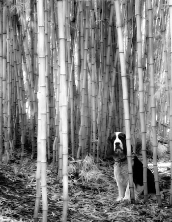 Dog in Bamboo Grove