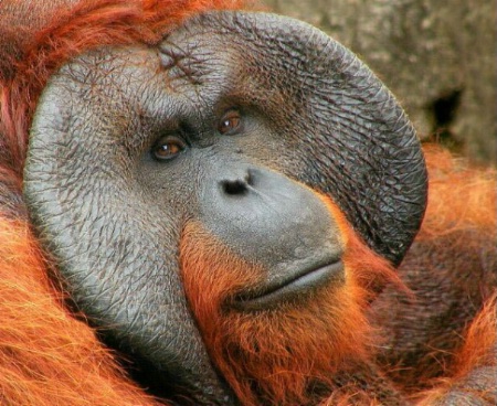 Portrait of an Orangutan