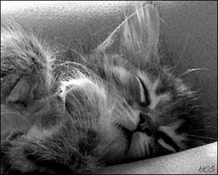Kitten Nap