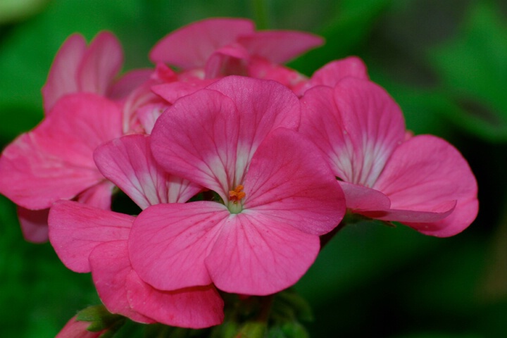 Little Pink Flowers - ID: 120974 © Rhonda Maurer