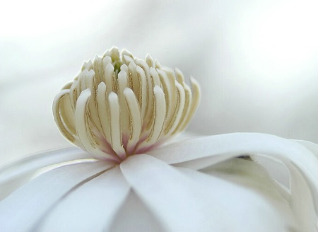 White Petals