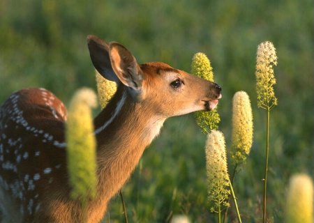 Whitetail at Sunrise