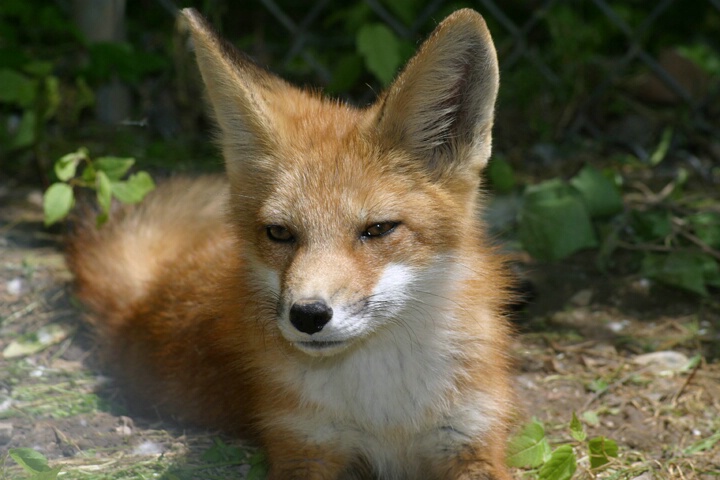 Fox Pup - ID: 121460 © Rhonda Maurer