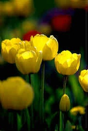 Flowers: "Harmony in yellow"