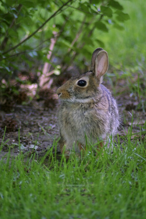 Wild Bunny - ID: 122797 © Rhonda Maurer